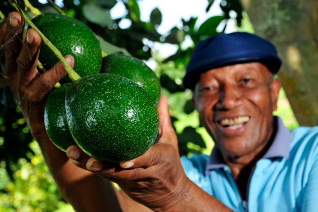Avocados werden im noch harten Zustand geerntet