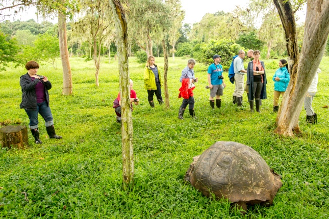 Kaum vorstellbar beim Anblick dieses ausgewachsenen Exemplares, doch als Babies sind Galapagosschildkröten beliebtes Schmugglergut.