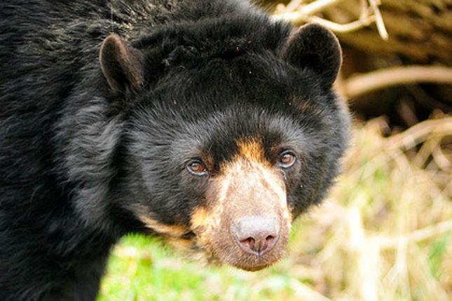 Der bedrohte Andenbär lebt im Hochregenwald und ist in freier Wildbahn vor allem in Kolumbien und Peru zu finden. Quelle: flickr