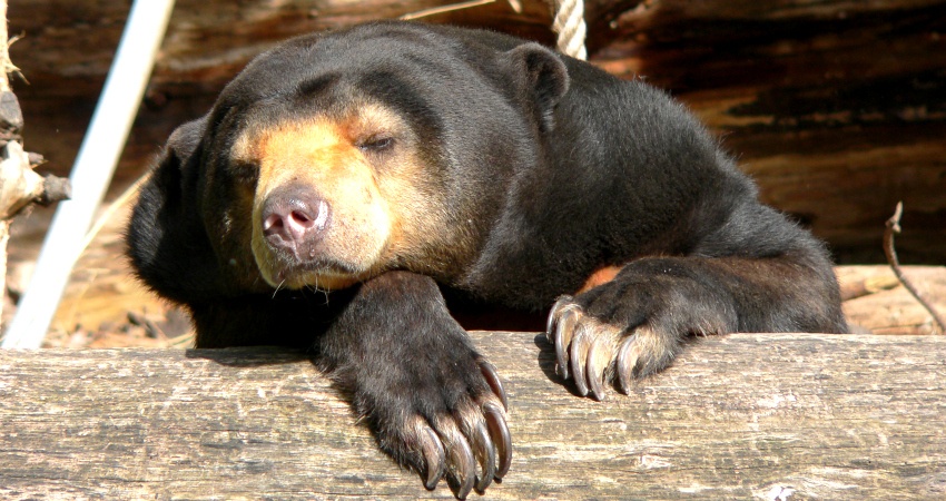 Ein dösender Brillenbär, hier leider nicht in den Anden! Quelle: Wikimedia Commons