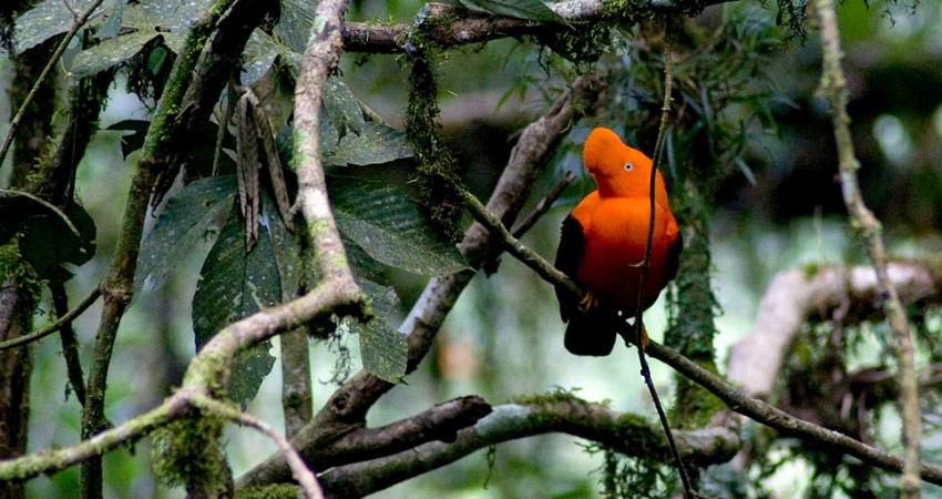 Der Felshahn ist besonders im Hochregenwald gut zu beobachten. Quelle: Wikimedia Commons